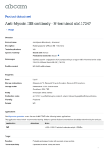 Anti-Myosin IIIB antibody - N-terminal ab117247 Product datasheet 1 Image