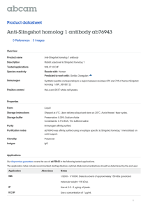 Anti-Slingshot homolog 1 antibody ab76943 Product datasheet 5 References 3 Images