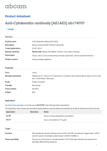 Anti-Cytokeratin antibody [AE1AE3] ab174707 Product datasheet 1 Image Overview