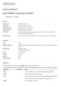 Anti-TUBB2A antibody ab92857 Product datasheet 1 References 6 Images