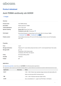Anti-TUBB8 antibody ab150909 Product datasheet 3 Images