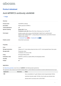 Anti-MYBPC2 antibody ab84048 Product datasheet 1 Image