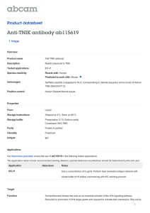 Anti-TNIK antibody ab115619 Product datasheet 1 Image