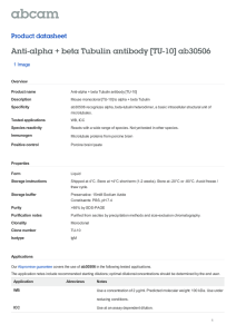 Anti-alpha + beta Tubulin antibody [TU-10] ab30506 Product datasheet 1 Image Overview