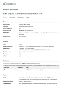 Anti-alpha Tubulin antibody ab24246 Product datasheet 4 Abreviews 1 Image