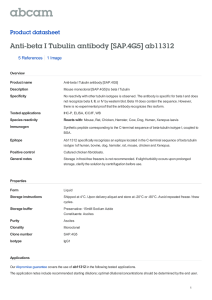 Anti-beta I Tubulin antibody [SAP.4G5] ab11312 Product datasheet 5 References 1 Image