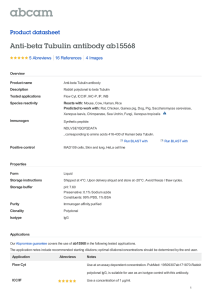 Anti-beta Tubulin antibody ab15568 Product datasheet 5 Abreviews 4 Images
