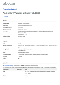Anti-beta V Tubulin antibody ab82368 Product datasheet 1 Image Overview