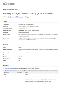 Anti-Myosin light chain antibody [MY-21] ab11082 Product datasheet 2 Abreviews 1 Image