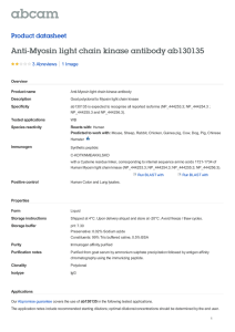 Anti-Myosin light chain kinase antibody ab130135 Product datasheet 3 Abreviews 1 Image