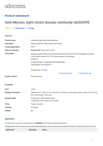 Anti-Myosin light chain kinase antibody ab203292 Product datasheet 3 Abreviews 1 Image