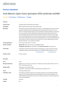 Anti-Myosin light chain (phospho S20) antibody ab2480