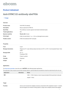 Anti-DYNC1I2 antibody ab67926 Product datasheet 1 Image Overview