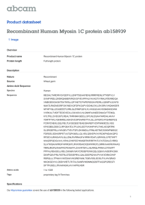 Recombinant Human Myosin 1C protein ab158939 Product datasheet 1 Image Overview