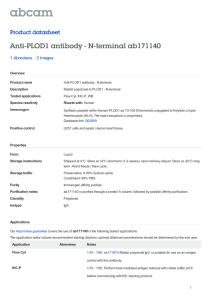 Anti-PLOD1 antibody - N-terminal ab171140 Product datasheet 1 Abreviews 3 Images