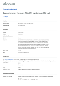 Recombinant Human COL9A1 protein ab158165 Product datasheet 1 Image Overview