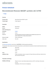 Recombinant Human MAGP1 protein ab116740 Product datasheet 1 Image Overview