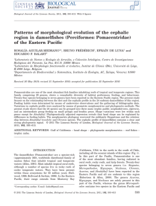 Patterns of morphological evolution of the cephalic