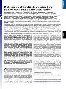 Draft genome of the globally widespread and Linepithema humile)