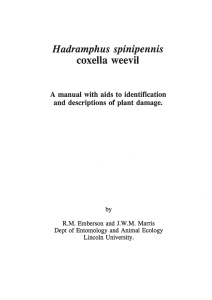 coxella  weevil Hadramphus  spinipennis