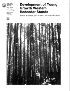 Development of  Young Growth  Western Redcedar Stands