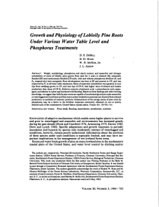 Growth and Physiology of Loblolly Pine Phosphorus Treatments Roots