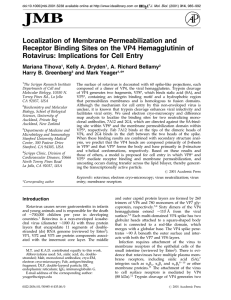 Localization of Membrane Permeabilization and Rotavirus: Implications for Cell Entry
