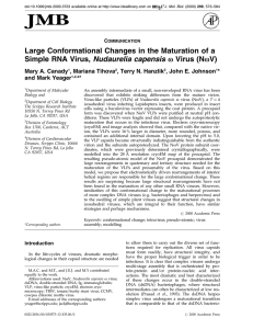 Large Conformational Changes in the Maturation of a o Virus (No