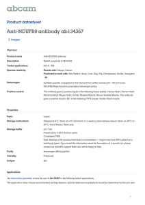 Anti-NDUFB8 antibody ab134367 Product datasheet 2 Images