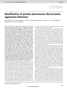 LETTERS Identification of protein pheromones that promote aggressive behaviour