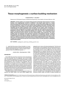 Tissue morphogenesis: a surface buckling mechanism doi: 10.1387/ijdb.052039kv KONSTANTIN Y. VOLOKH*