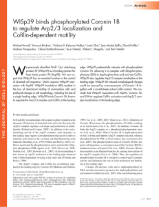 W WISp39 binds phosphorylated Coronin 1B to regulate Arp2/3 localization and Cofilin-dependent motility
