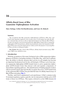 16 Affinity-Based Assay of Rho Guanosine Triphosphatase Activation