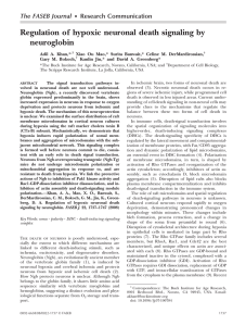 Regulation of hypoxic neuronal death signaling by neuroglobin The FASEB Journal Research Communication