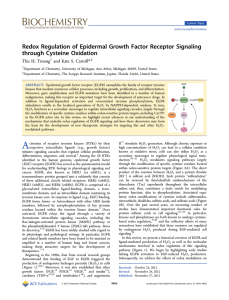 Redox Regulation of Epidermal Growth Factor Receptor Signaling through Cysteine Oxidation *