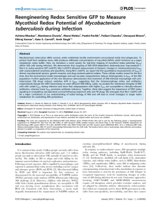 Mycobacterium tuberculosis Reengineering Redox Sensitive GFP to Measure Mycothiol Redox Potential of