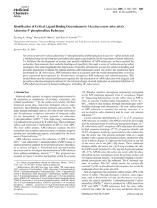 Mycobacterium tuberculosis Identification of Critical Ligand Binding Determinants in Adenosine-5 -phosphosulfate Reductase