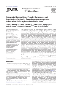 Substrate Recognition, Protein Dynamics, and Iron-Sulfur Cluster in Pseudomonas aeruginosa ′-Phosphosulfate Reductase