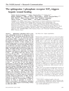 The sphingosine 1-phosphate receptor S1P triggers hepatic wound healing The FASEB Journal