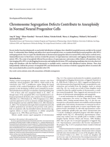 Chromosome Segregation Defects Contribute to Aneuploidy in Normal Neural Progenitor Cells