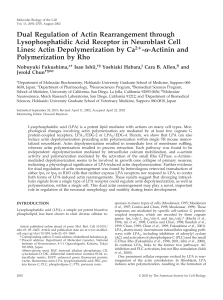 Dual Regulation of Actin Rearrangement through Lines: Actin Depolymerization by Ca