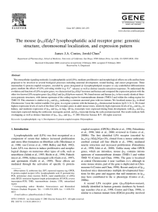 The mouse lp /Edg7 lysophosphatidic acid receptor gene: genomic