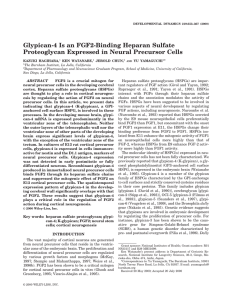Glypican-4 Is an FGF2-Binding Heparan Sulfate