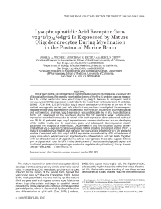 Lysophosphatidic Acid Receptor Gene Is Expressed by Mature Oligodendrocytes During Myelination