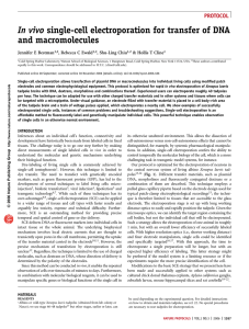 In vivo single-cell electroporation for transfer of DNA and macromolecules