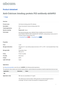 Anti-Calcium binding protein P22 antibody ab56953 Product datasheet 1 Image Overview