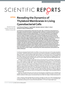 Revealing the Dynamics of Thylakoid Membranes in Living Cyanobacterial Cells