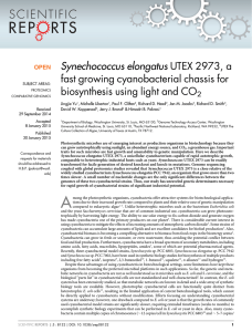 Synechococcus elongatus UTEX 2973, a fast growing cyanobacterial chassis for