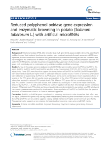 Reduced polyphenol oxidase gene expression and enzymatic browning in potato (Solanum