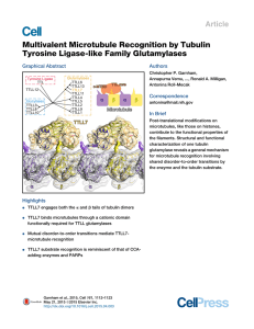 Multivalent Microtubule Recognition by Tubulin Tyrosine Ligase-like Family Glutamylases Article Graphical Abstract